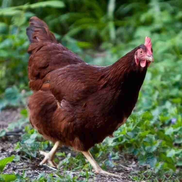 Pullert 15 - 20 Week Old Started Pullets – The Chick Hatchery