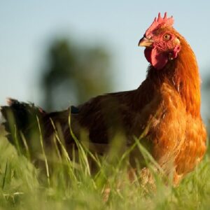 GMO-Free Red Freedom Ranger Broiler