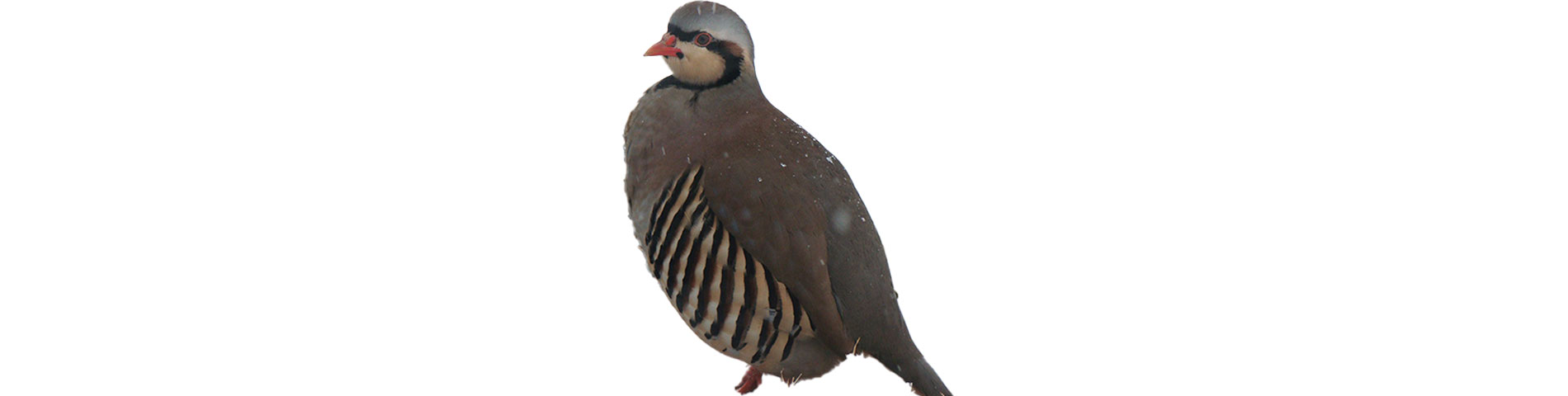 Chukar – The Chick Hatchery