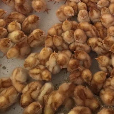 Brown Sex Link - Image 2